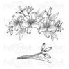 Best Pirce ❤️ Heartfelt Creations Garden Lily Bouquet & Buds Cling Stamp Set 🤩 -Heartfelt Creations Sales Shop unnamed file 43