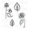 Cheapest π Heartfelt Creations Dahlia And Leaves Cling Stamp Set π 2 Cheapest π Heartfelt Creations Dahlia And Leaves Cling Stamp Set π -Heartfelt Creations Sales Shop unnamed file 810