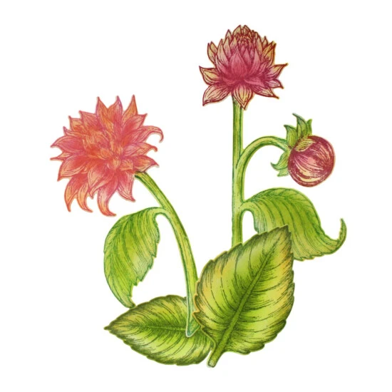 Heartfelt Creations Sales Shop -Heartfelt Creations Sales Shop unnamed file 811